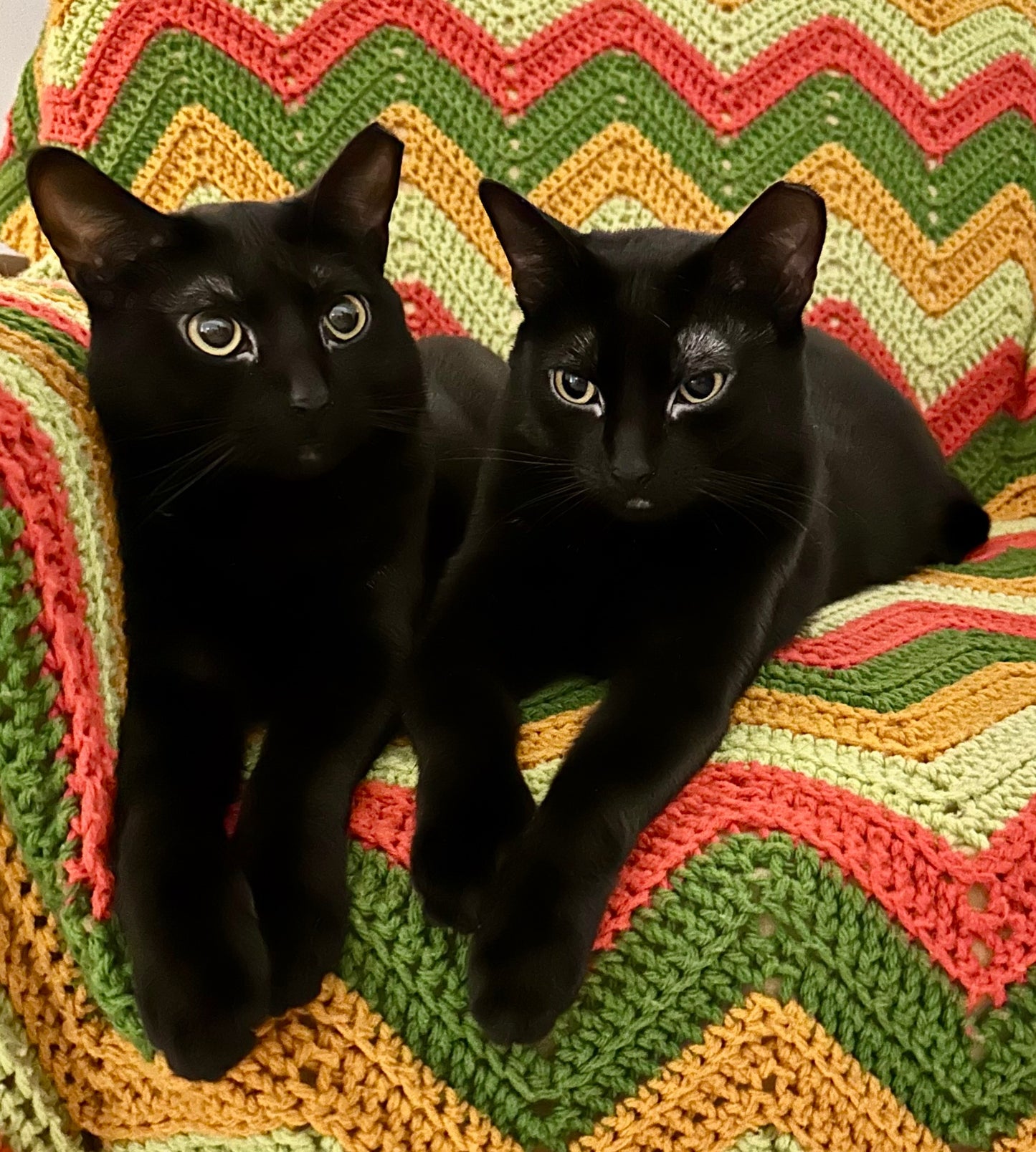 Custom Embroidered Pet Portrait on Sweatshirt